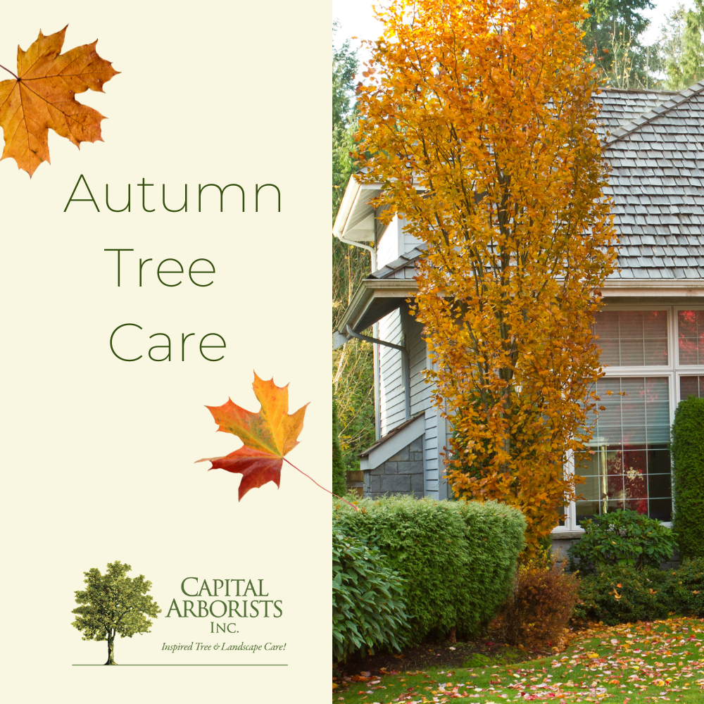 Autumn Tree Care Tips Sacramento Certified Arborist