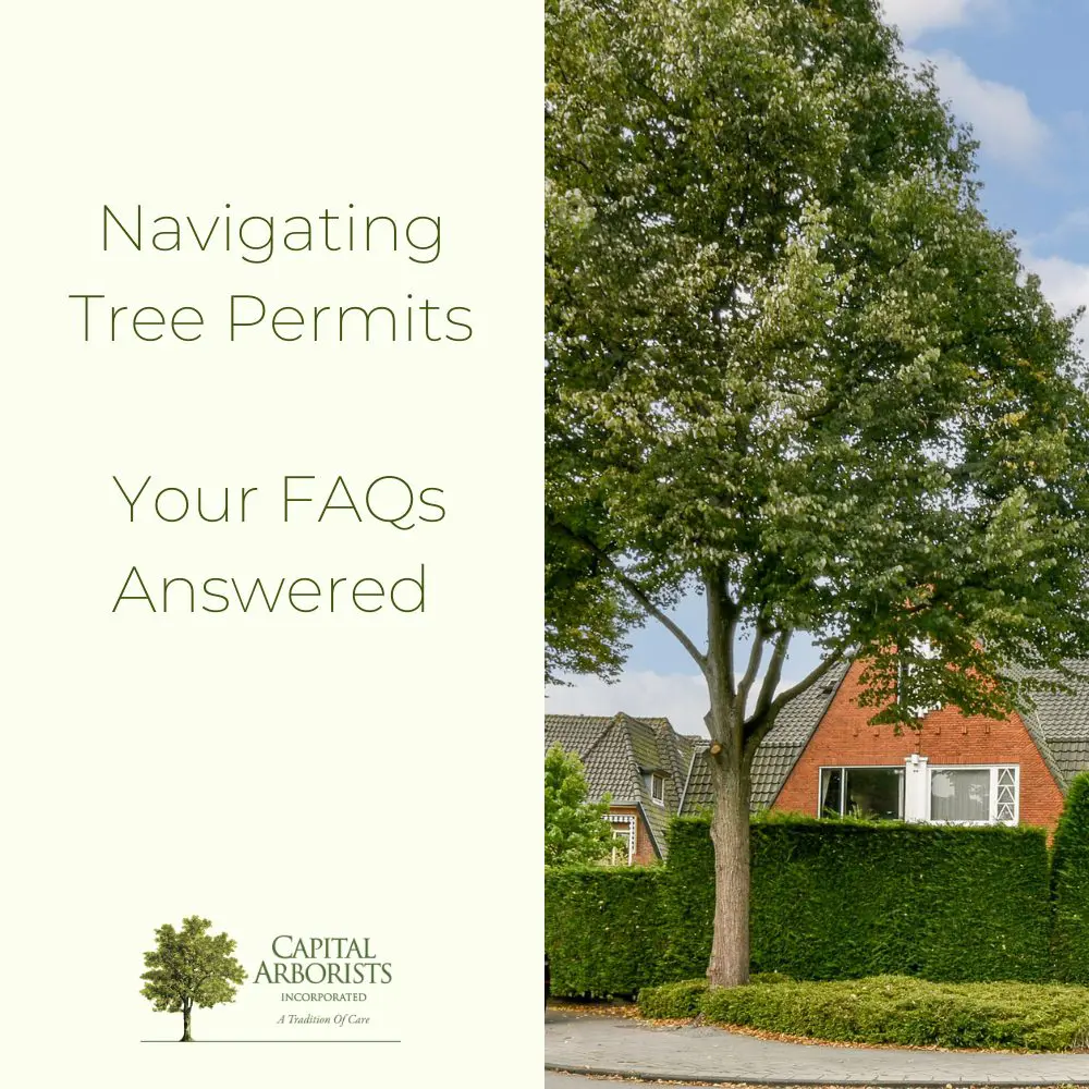 Tree Permits Sacramento Folsom Citrus Heights Fair Oaks Protected Trees