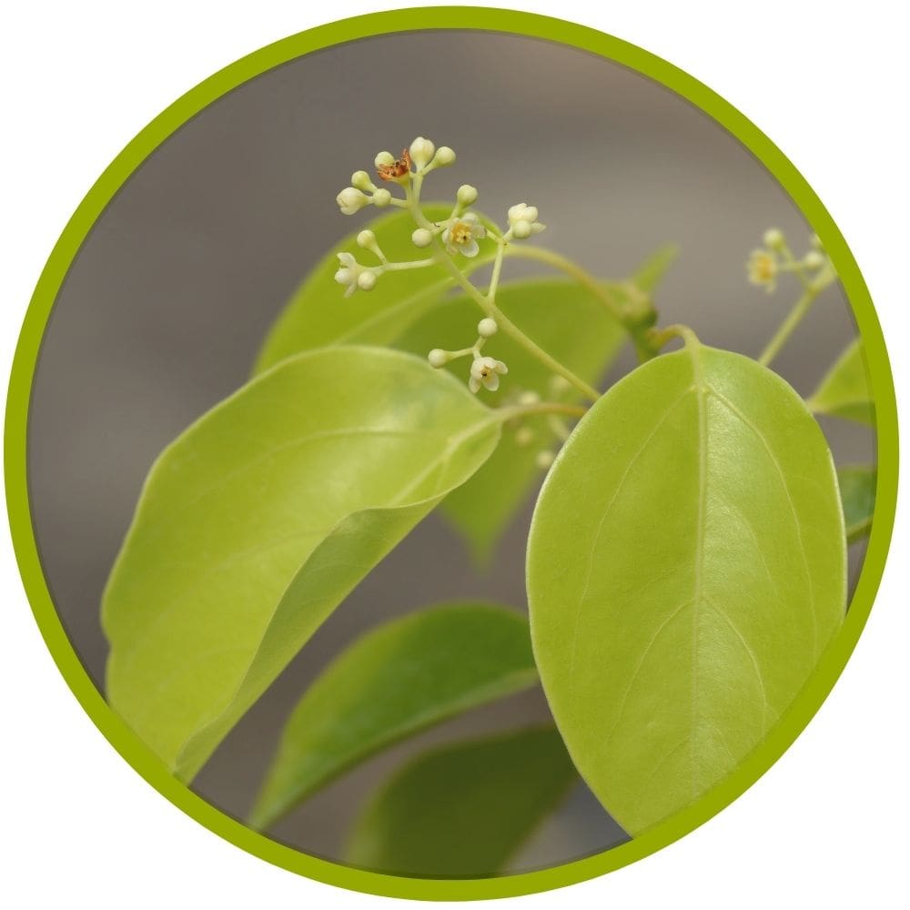 Plant Profile Camphor Capital Arborists