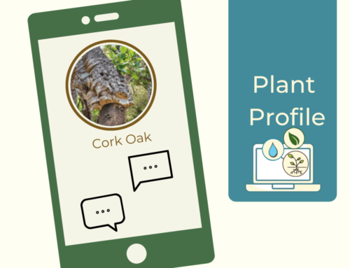 Plant Profile – Cork Oak