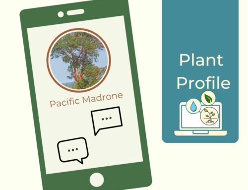 Plant Profile – Pacific Madrone