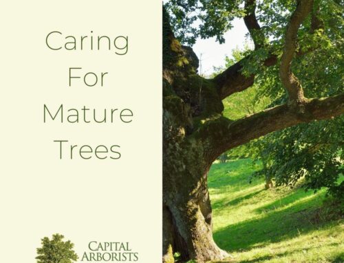 Caring For Mature Trees