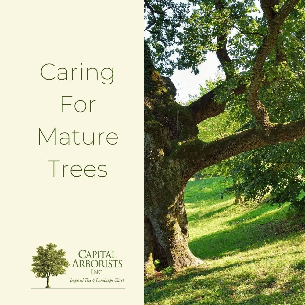 Caring For Mature Trees Capital Arborists