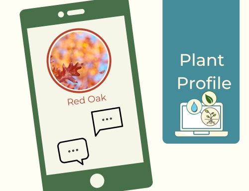 Plant Profile – Red Oak